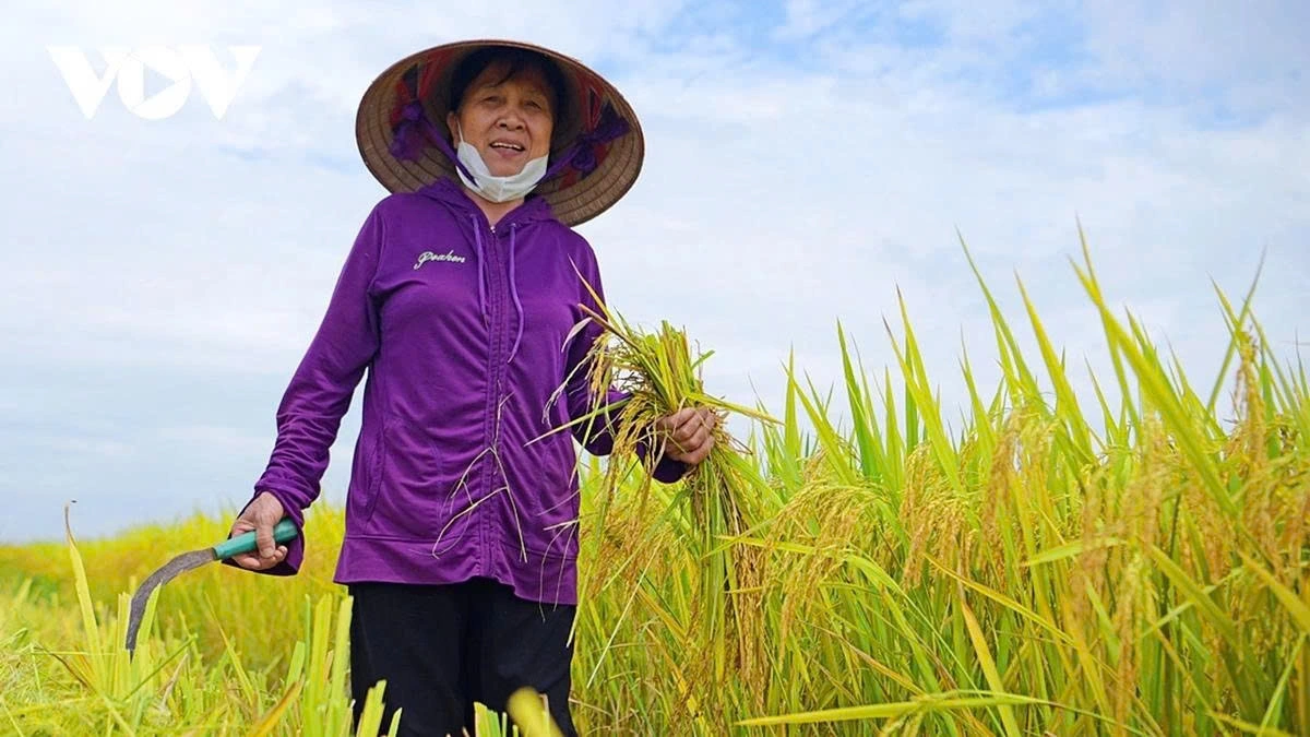 After the combine harvester finishes its job, farmers return to glean leftover rice, making sure no heavy, ripe grains missed by the machine go to waste.