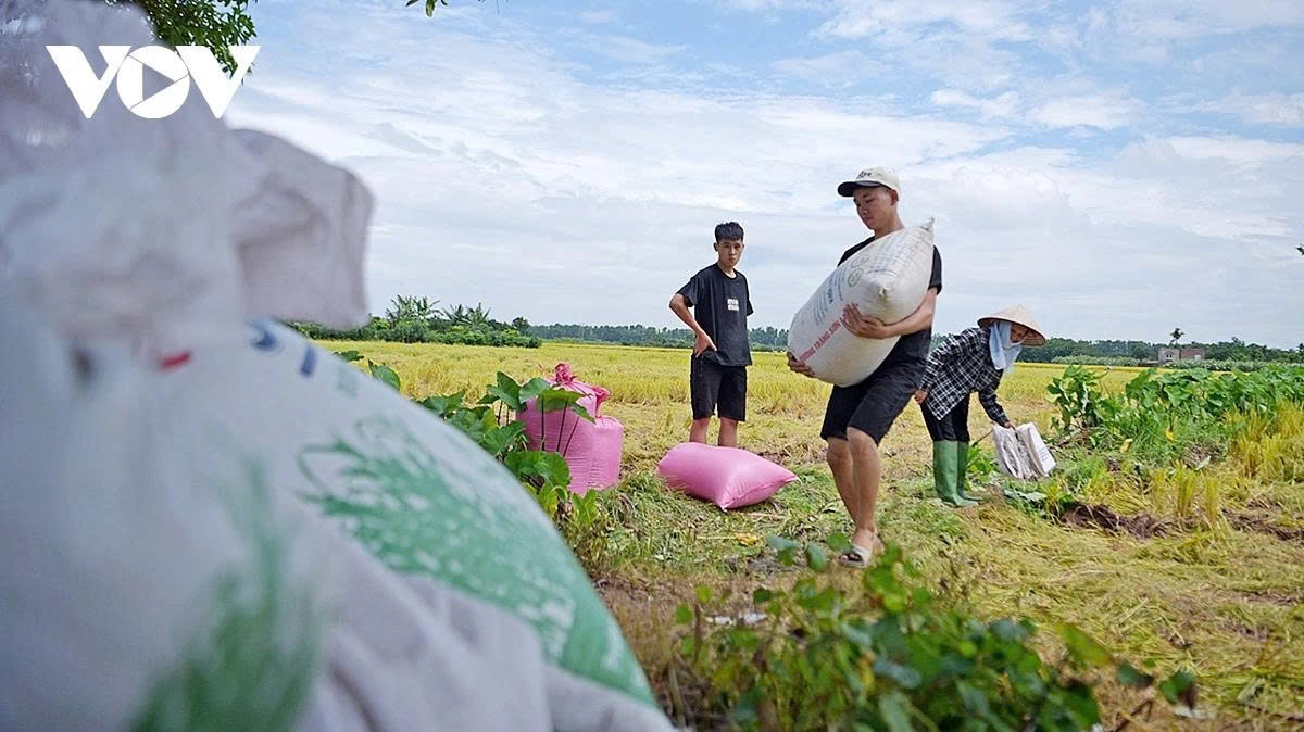 Heavy bags of rice from a bountiful harvest