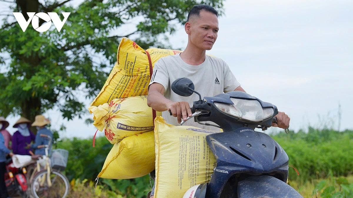 After harvesting, the rice grains are transported home to be dried.