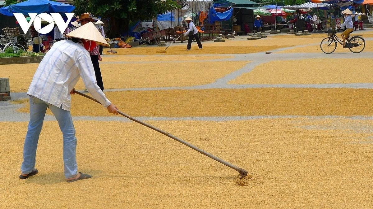 Farmers dry rice in the communal house’s yard, along the road or in open spaces.