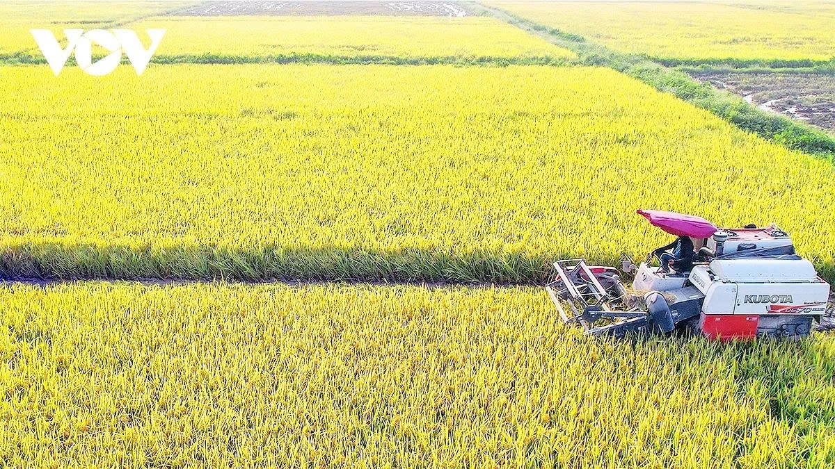 With two combine harvesters working simultaneously, the vast rice fields stretching as far as the eye can see in An Thuong commune are harvested in just two days.