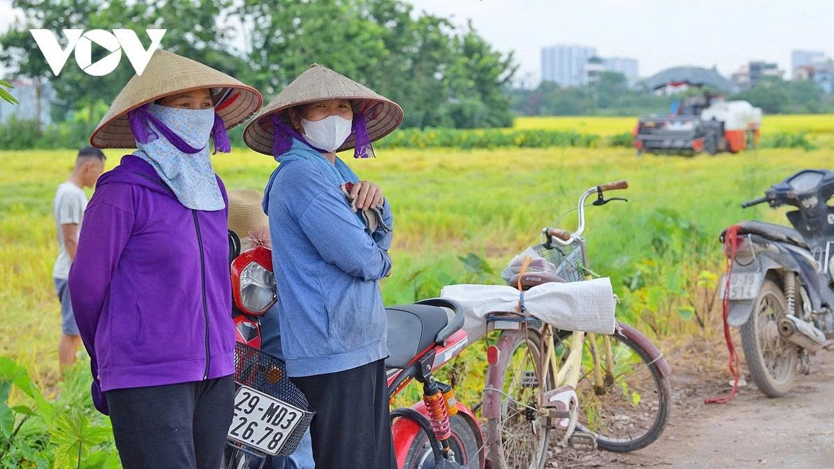Local farmers say that this year has been a good harvest, with every sào (an area equivalent to 360 m² in Northern Vietnam) yielding over 10 bags of rice on average.