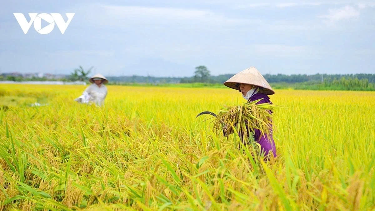 Thanks to the selection of suitable rice varieties and the application of advanced farming techniques, the rice has grown well, with an estimated yield of 6.5 tonnes per hectare.