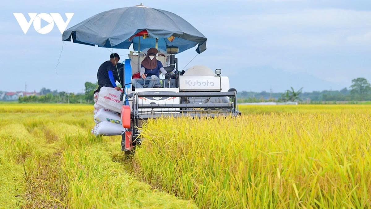 Fearing adverse weather during the stormy season, which could increase risks, local farmers have mobilised all available labour and machinery to accelerate the harvest.