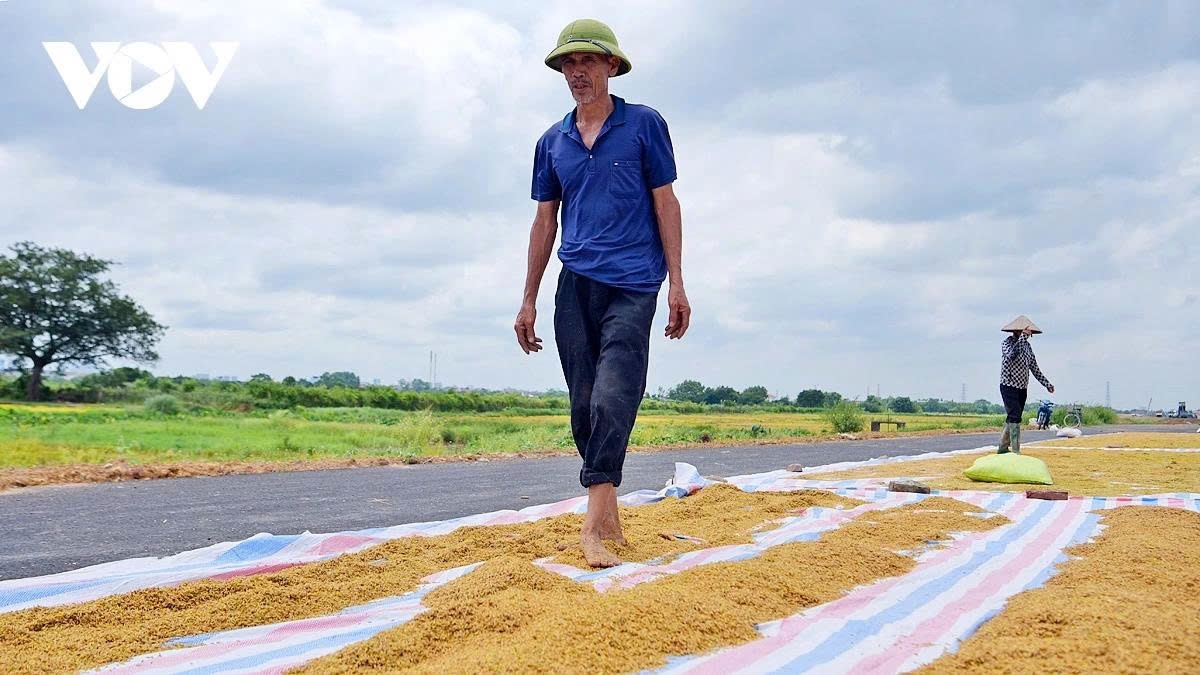 Hoang Van Dich, a local farmer in An Thuong commune, says his family has farmed approximately 14,400 m² this year, and with yields reaching 12 bags per 360 m² on average, the family is well-stocked with quality rice.