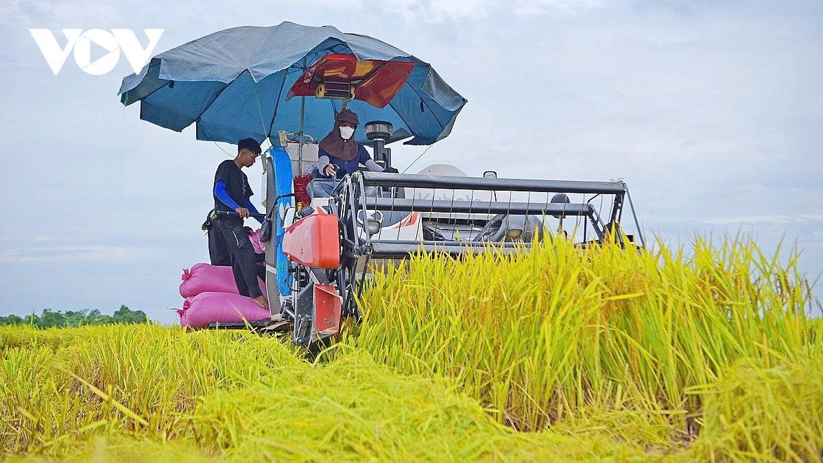 Machinery has helped reduce manual labour, and thanks to the use of hired combine harvesters, the harvesting process in many localities has progressed quickly.