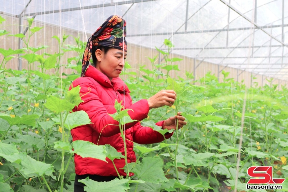 Mô hình trồng dưa trong nhà kính của nông dân xã Chiềng La, huyện Thuận Châu
