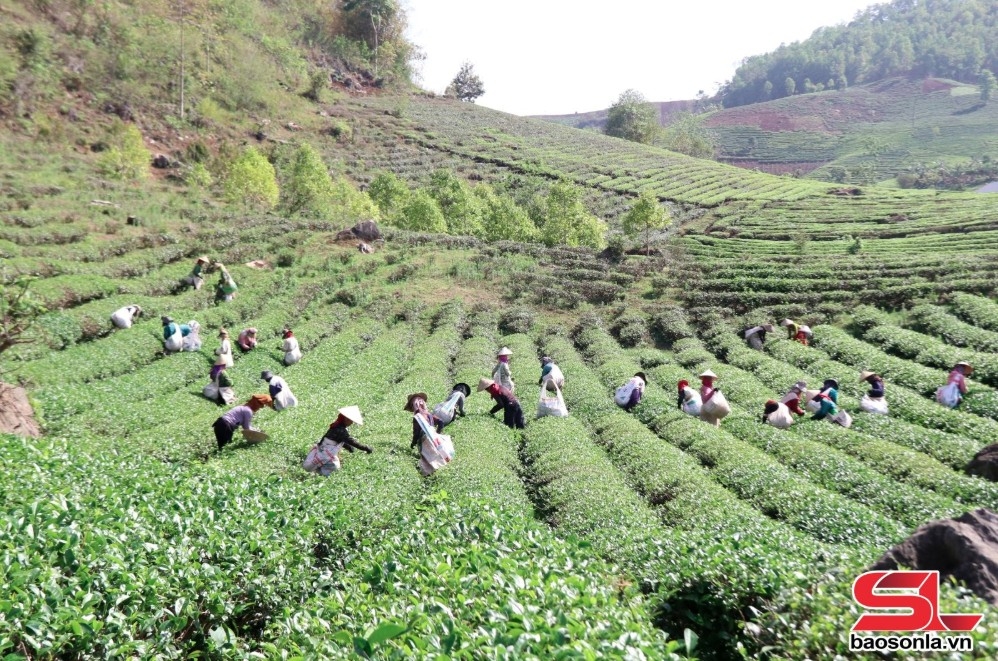 Vùng nguyên liệu chè xã Phổng Lái, huyện Thuận Châu