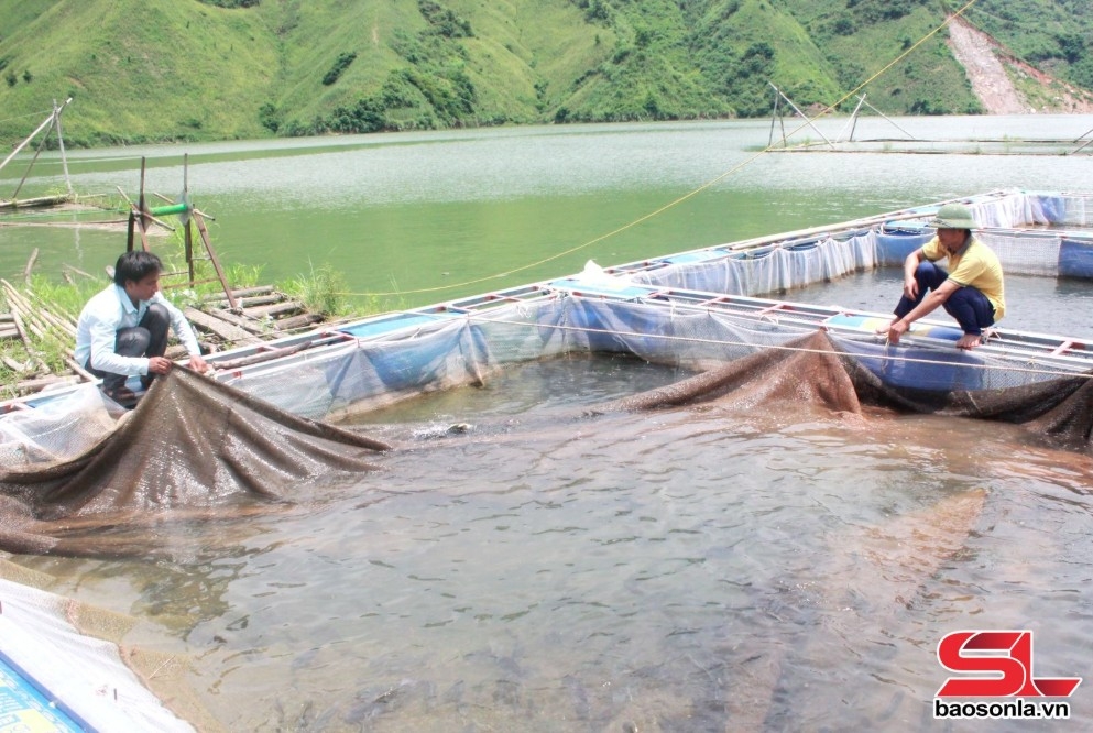 Nông dân xã Liệp Tè, huyện Thuận Châu phát triển nghề nuôi cá lồng