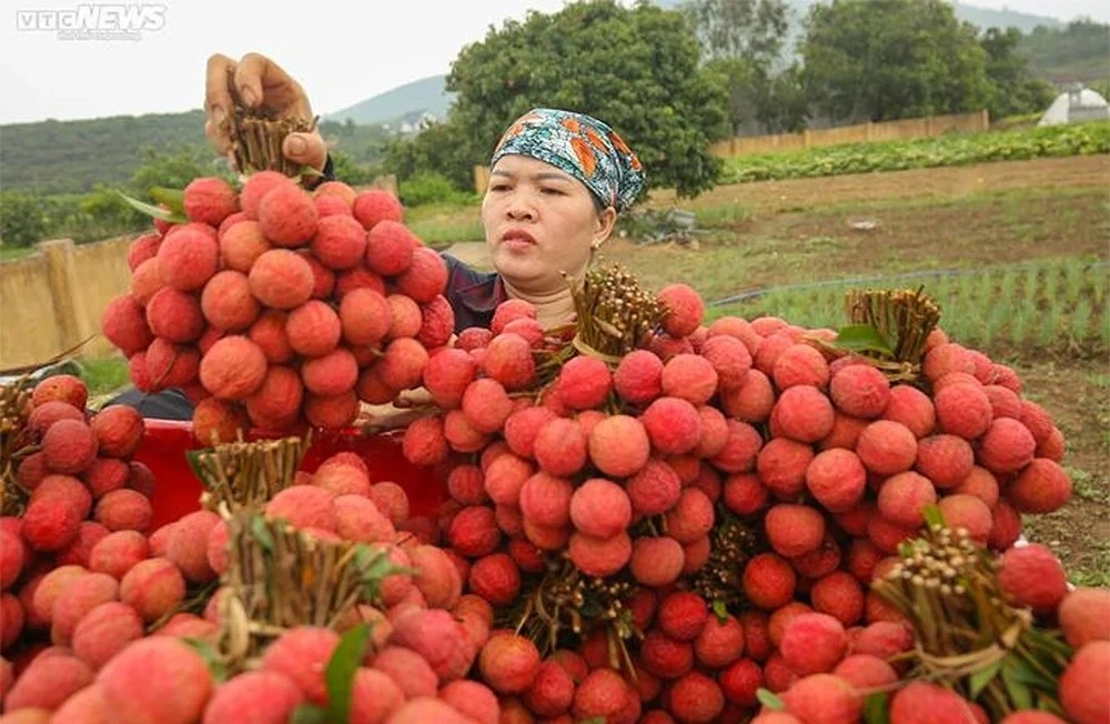Vải thiều Lục Ngạn, Bắc Giang ngon nổi tiếng, cùi dày và hạt nhỏ. (Ảnh: Minh Đức - Khổng Chí)