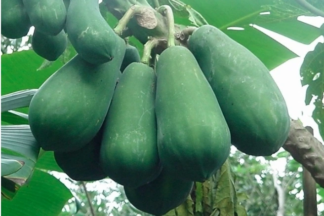 Đu đủ xanh là nguyên liệu quen thuộc trong nhiều món ăn (Ảnh minh họa)