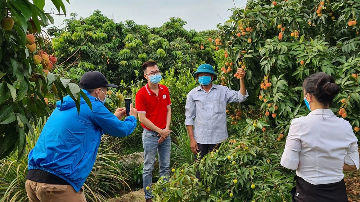 Giá vải thiều 2025 giảm mạnh