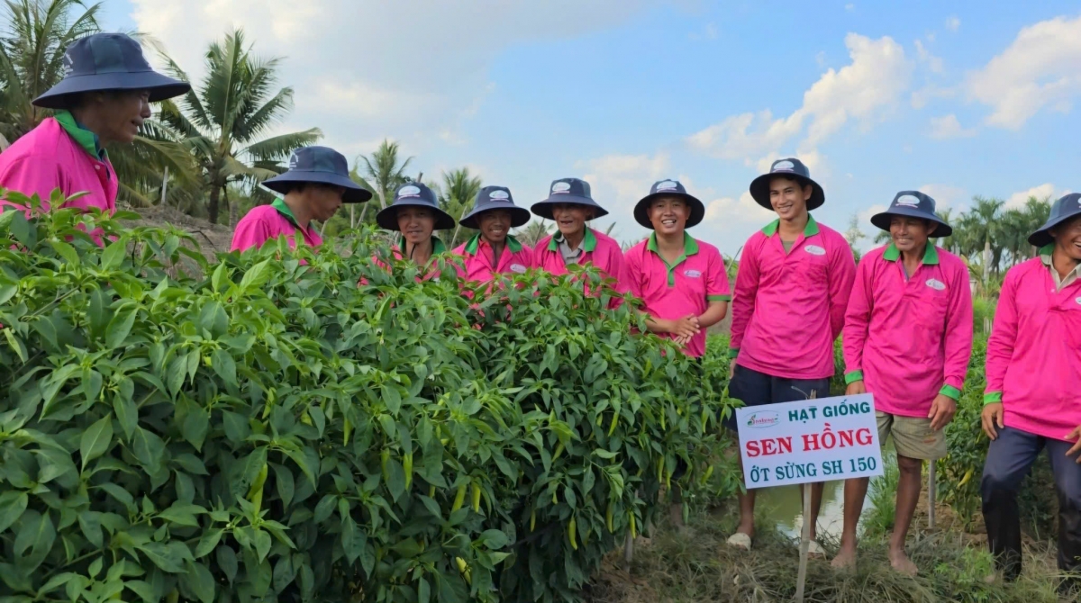 Nông dân Tiền Giang và Đồng Tháp đều có mô hình trồng rau màu phát triển