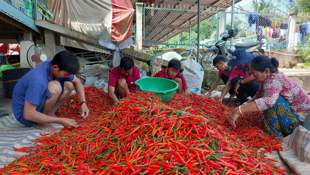 Nông dân tỉnh Đồng Tháp thu hoạch giống ớt do công ty Giống cây trồng Sen Hồng tại tỉnh Tiền Giang cung ứng 