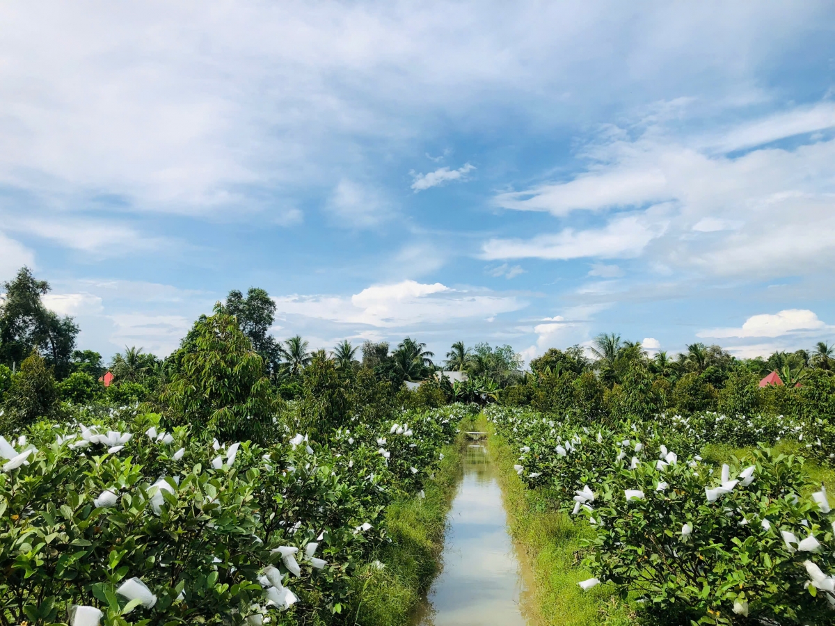 Nhiều vườn ổi tại huyện Cái Bè, tỉnh Tiền Giang nông dân bỏ phế do không có hiệu quả kinh tế.