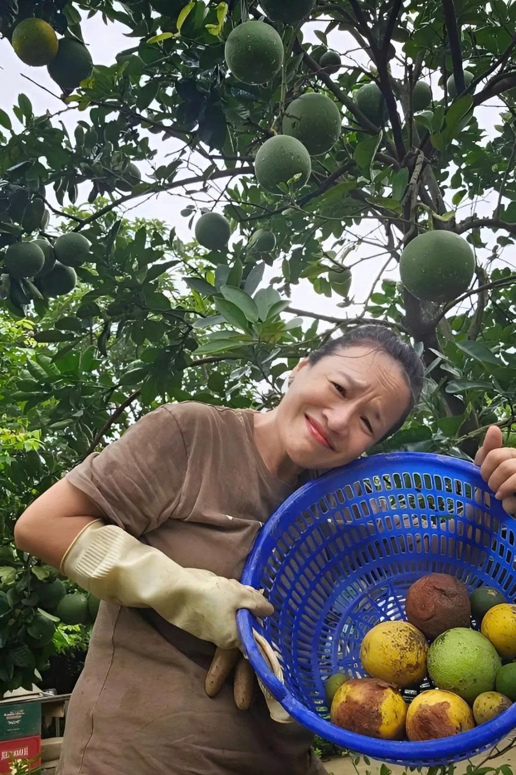 Nghệ sĩ Tú Oanh thu hoạch trái cây trong vườn nhà sau đêm mưa.