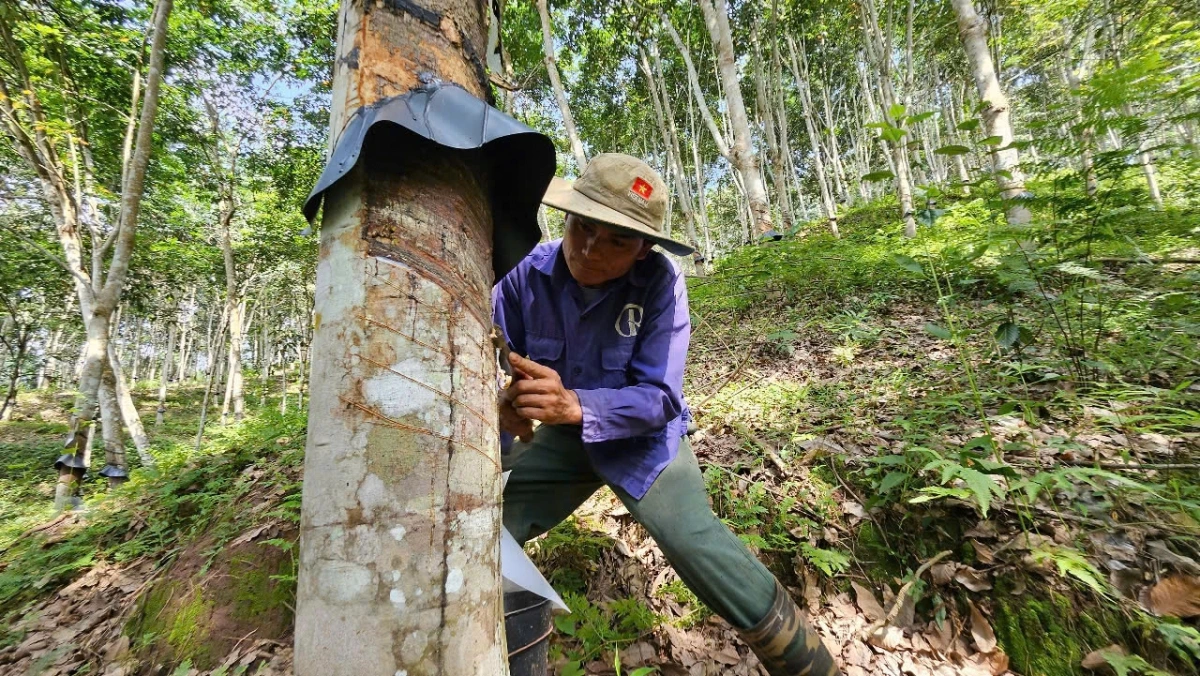 Anh Đinh Văn Quân, 47 tuổi, người dân tộc Thái ở xã Mường Nhé đã gắn bó nhiều năm với cây cao su