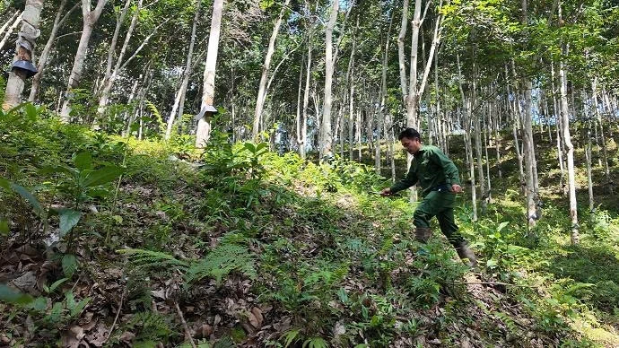 Sau thời gian bôn ba ở Hà Nội, anh Vừ A Tùng, người dân tộc Mông trở về Mường Nhé gắn bó với nghề cao su