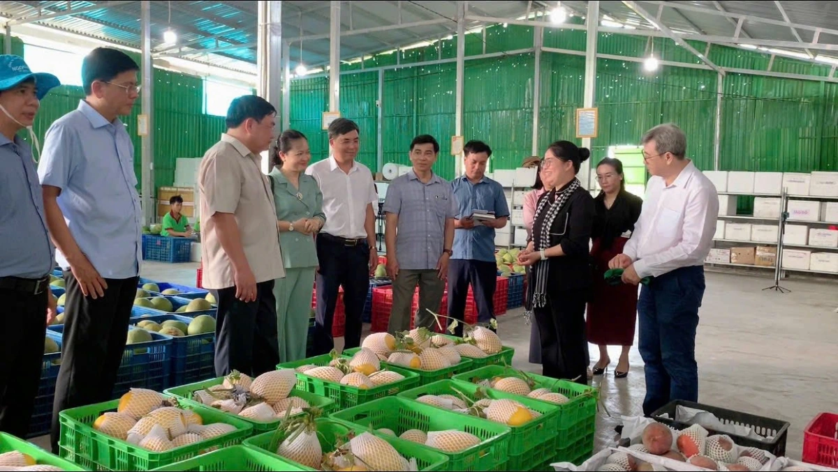Tỉnh Khánh Hòa có nhiều nông sản có giá trị kinh tế cao tại miền núi