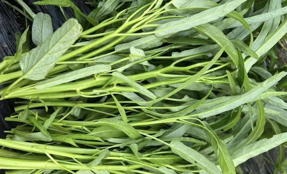 Người tiêu dùng không thể tự nhận biết rau muống nhiễm chì. (Ảnh: Lê Mến)