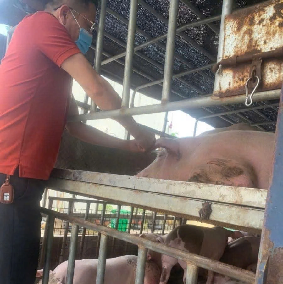 Lực lượng chức năng tỉnh Phú Thọ phát hiện xe tải chở thịt lợn nhiễm virus dịch tả Châu Phi. Ảnh:PV