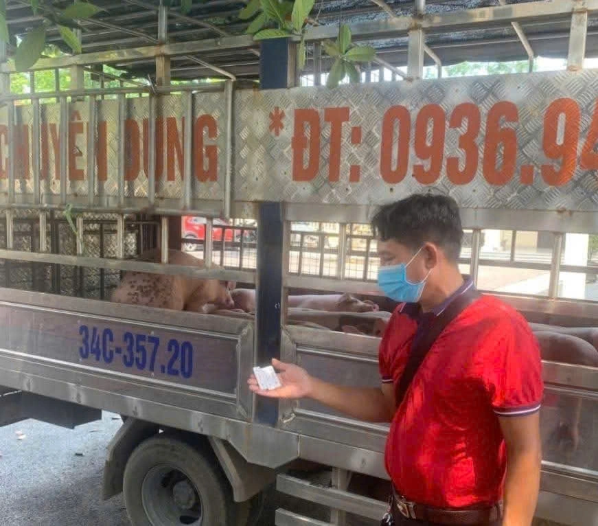 Lực lượng chức năng đã tiến hành xét nghiệm nhanh 3 mẫu ngẫu nhiên từ số lợn trên, kết quả cho thấy 2/3 mẫu dương tính với virus dịch tả lợn Châu Phi. Ảnh:PV