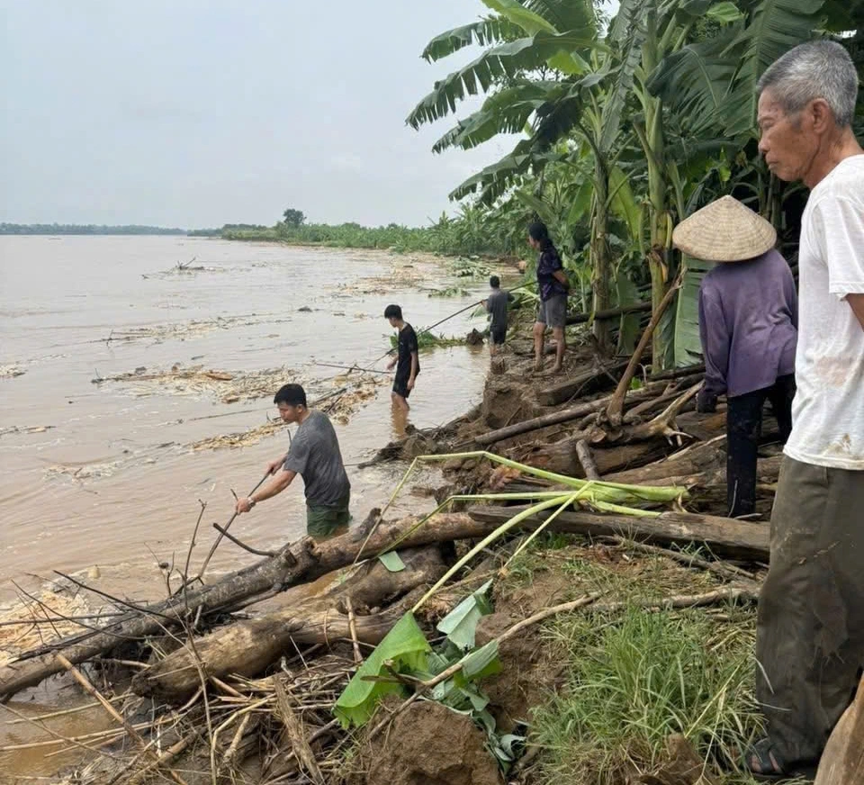 Sau khi kiểm tra, UBND xã Lâm Thao đã khẩn trương chỉ đạo các khu dân cư dọc tuyến đê (đoạn từ Km 72 đến Km 73+200) tăng cường theo dõi, nắm bắt tình hình sạt lở, khoanh vùng những khu vực nguy hiểm; tuyên truyền, vận động người dân không tổ chức sản xuất, chăn thả gia súc, không đi vào khu vực có nguy cơ sụt lún, sạt lở cao.  Ảnh TT xã Lâm Thao.