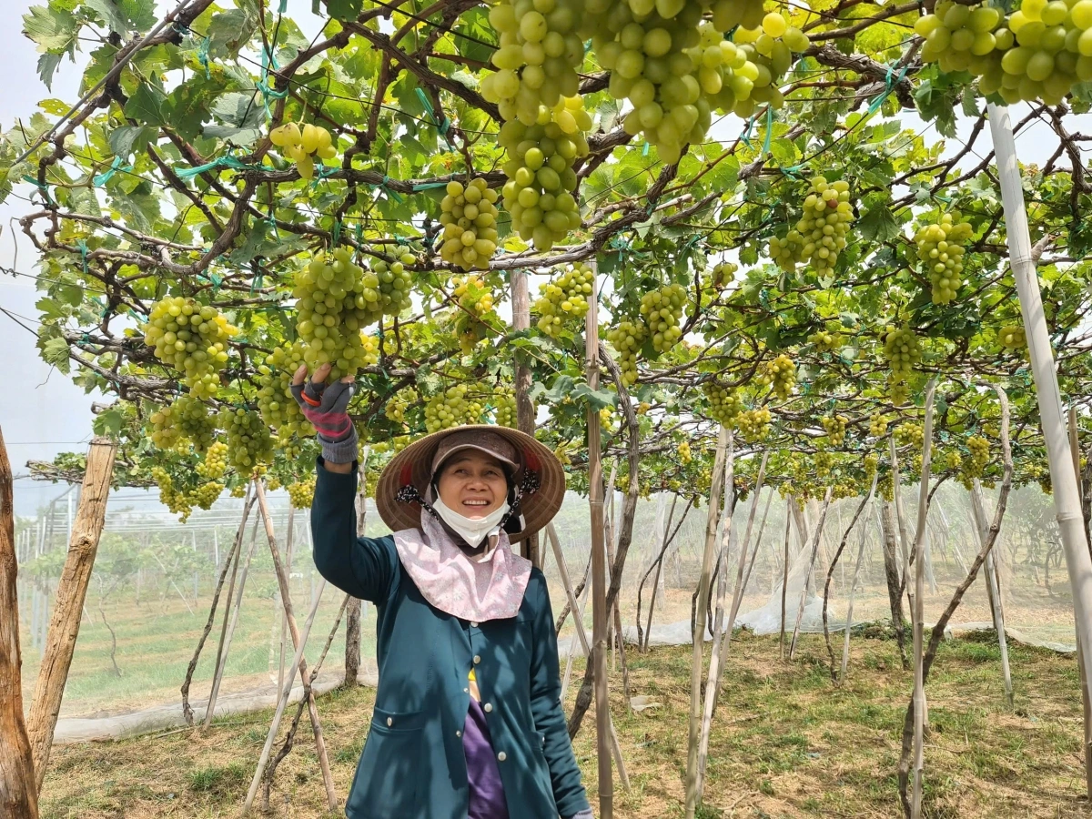 Tỉnh Khánh Hòa (mới) đa dạng các loài cây ăn quả cho giá trị cao