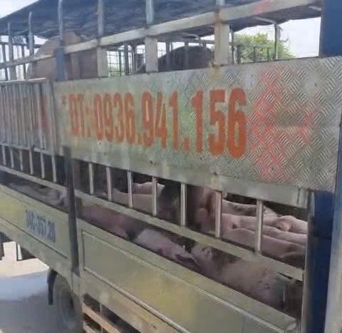 Sau đó, toàn bộ số lợn đã được tiêu hủy theo đúng quy trình kiểm dịch và phòng, chống dịch bệnh động vật. Ảnh:PV