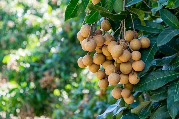 Nhãn đang vào mùa ở Việt Nam mang lại nhiều lợi ích cho sức khỏe. Ảnh: Gardenia