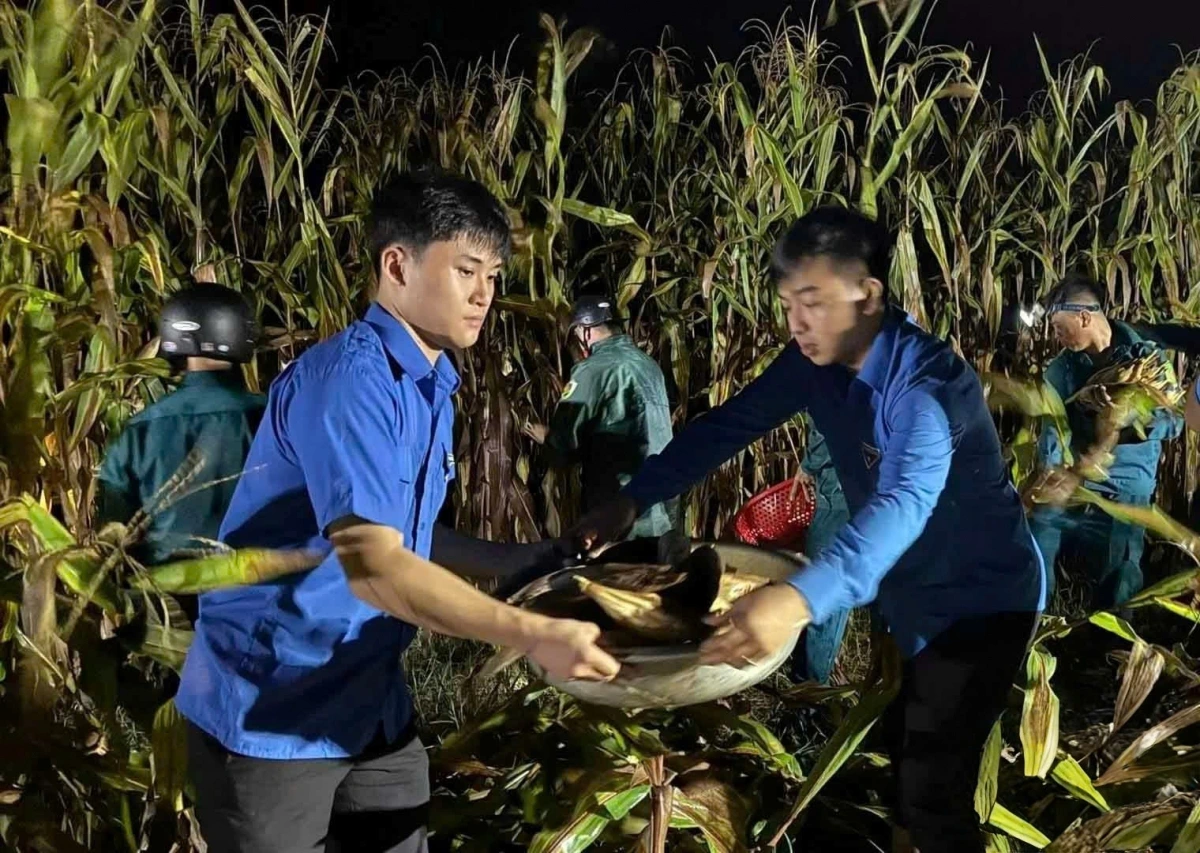 Trước tình hình nước sông Lam dâng nhanh, ngay trong đêm 22/7, Đội hình Thanh niên tình nguyện ứng cứu bão số 3 xã Đô Lương đã huy động 24 đoàn viên, thanh niên địa phương hỗ trợ người dân thu hoạch hoa màu. Ảnh: Tỉnh đoàn Nghệ An cung cấp)