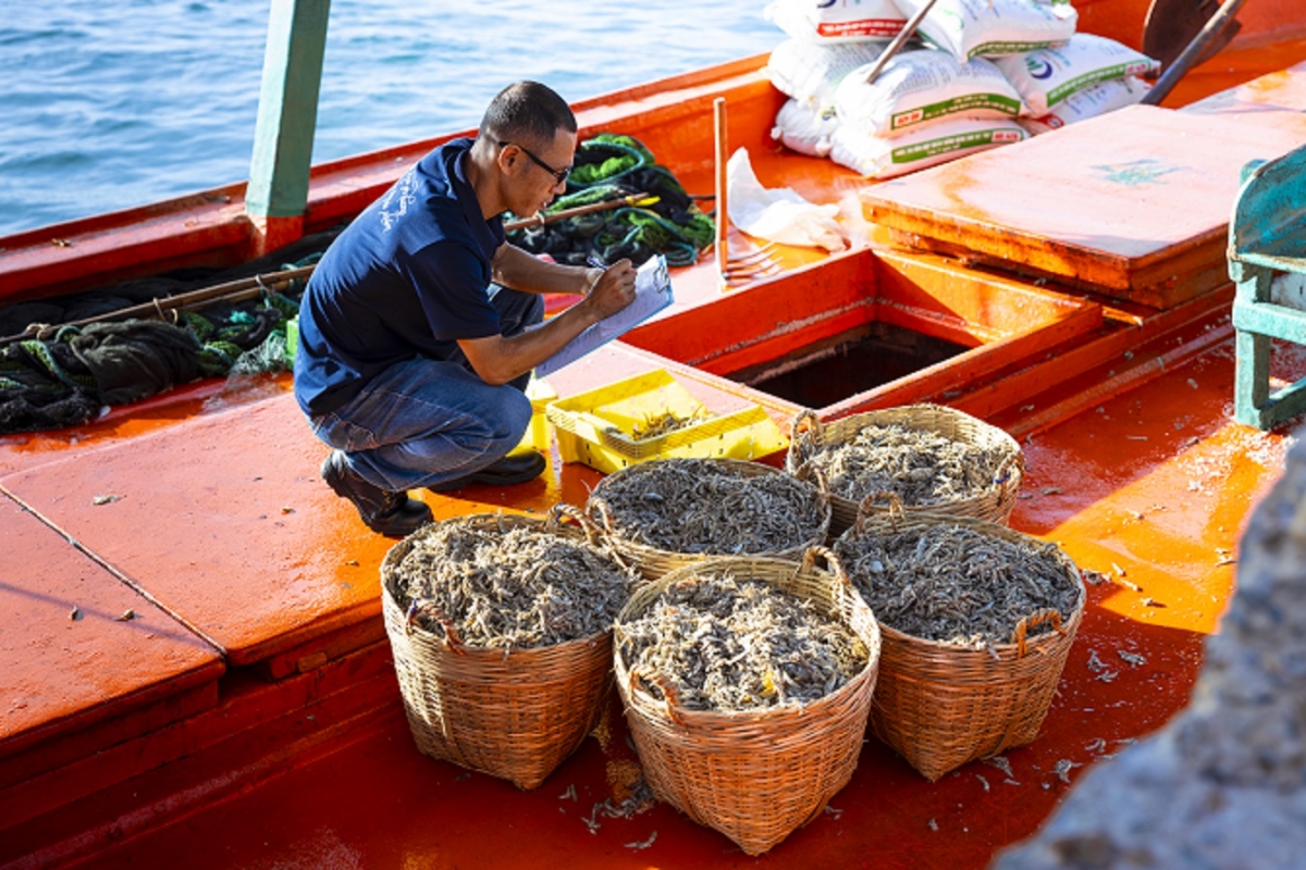 Chuyên viên Kỹ thuật của Masan PQ kiểm tra chất lượng cá trước khi chuyển về nhà ủ chượp