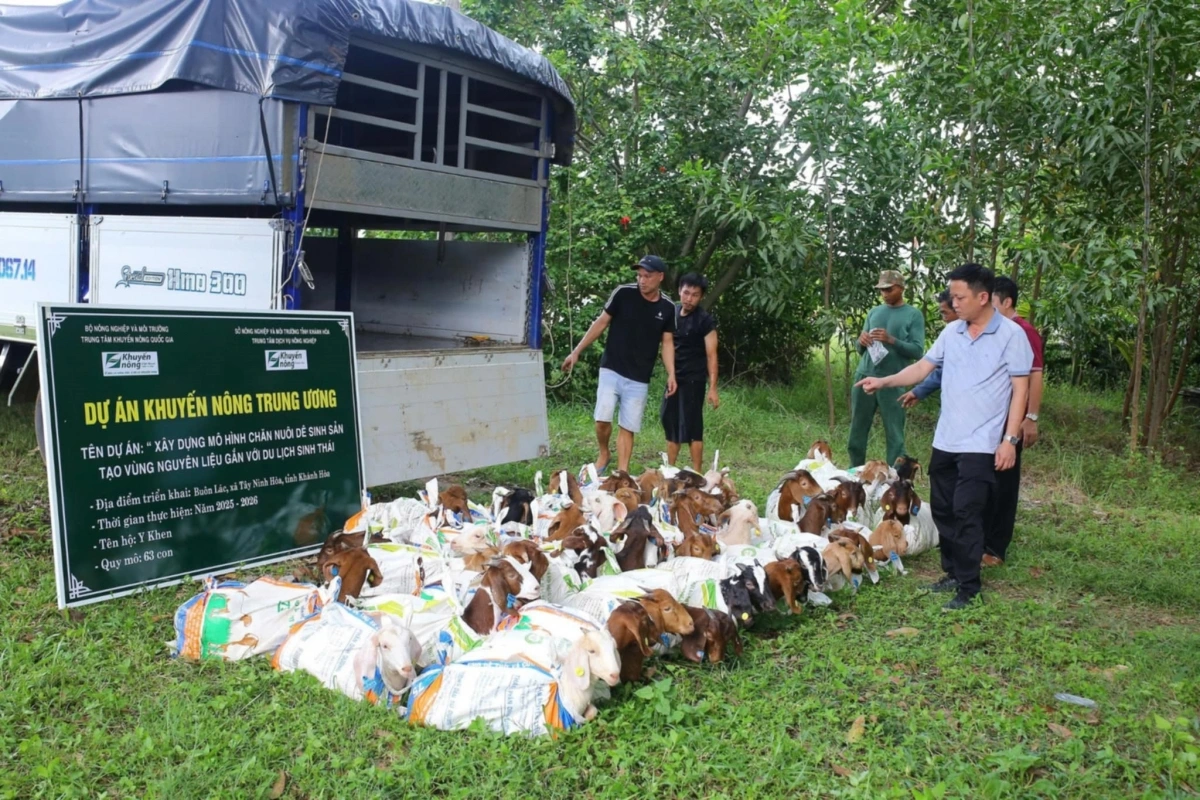 Dê giống được chuyển giao cho một số hộ chăn nuôi ở miền núi Khánh Hòa chăn nuôi