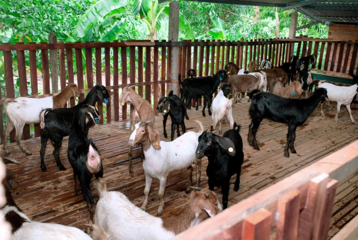 Đàn dê phát triển tốt trên vùng đất Khánh Hòa