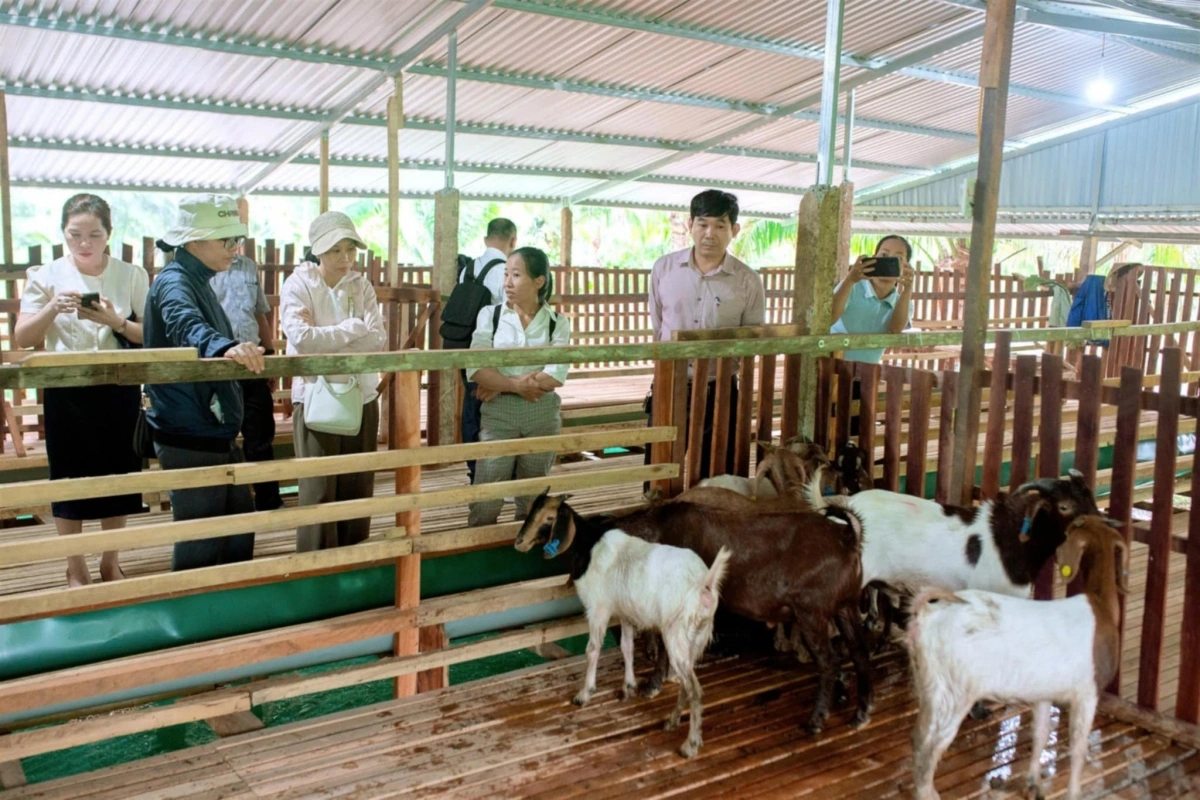 Du khách tham quan mô hình nuôi dê tại miền núi Khánh Hòa