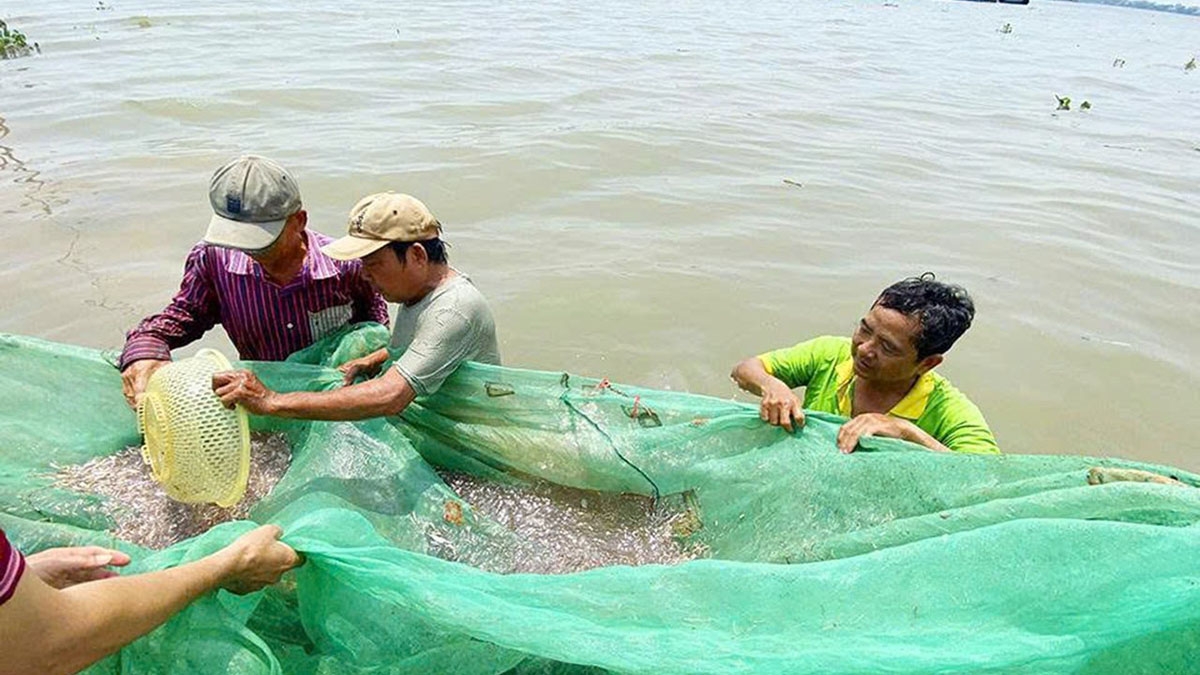 Ngư dân đánh bắt cá cơm trên sông Tiền đoạn qua tỉnh An Giang.