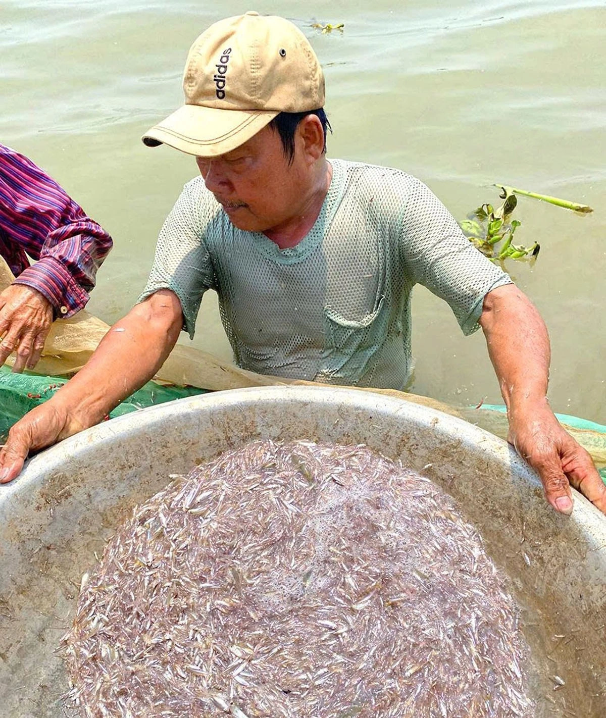 Muốn đánh bắt cá cơm phải chờ con nước ròng mới trúng đậm. Với chiếc xuồng 6,5m và một luồng lưới 400m thả dài trên một khúc sông, chờ đến sau 1 giờ, mẻ lưới kéo lên giũ nhẹ cho cá gom về một ụ rồi xúc ra thau. Một mẻ trúng đậm thì khoảng 30kg cá.