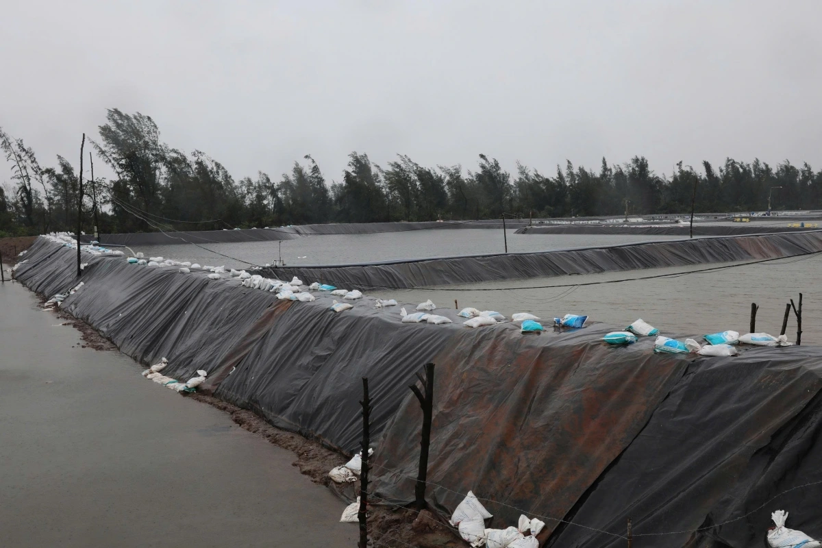 Khu vực biển cồn Vành, xã Hưng Phú đã được che chấn. Ảnh: PV