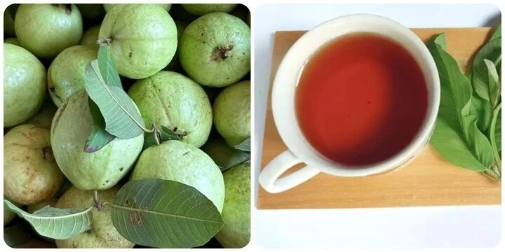 Nước lá ổi có nhiều công dụng tốt cho sức khoẻ