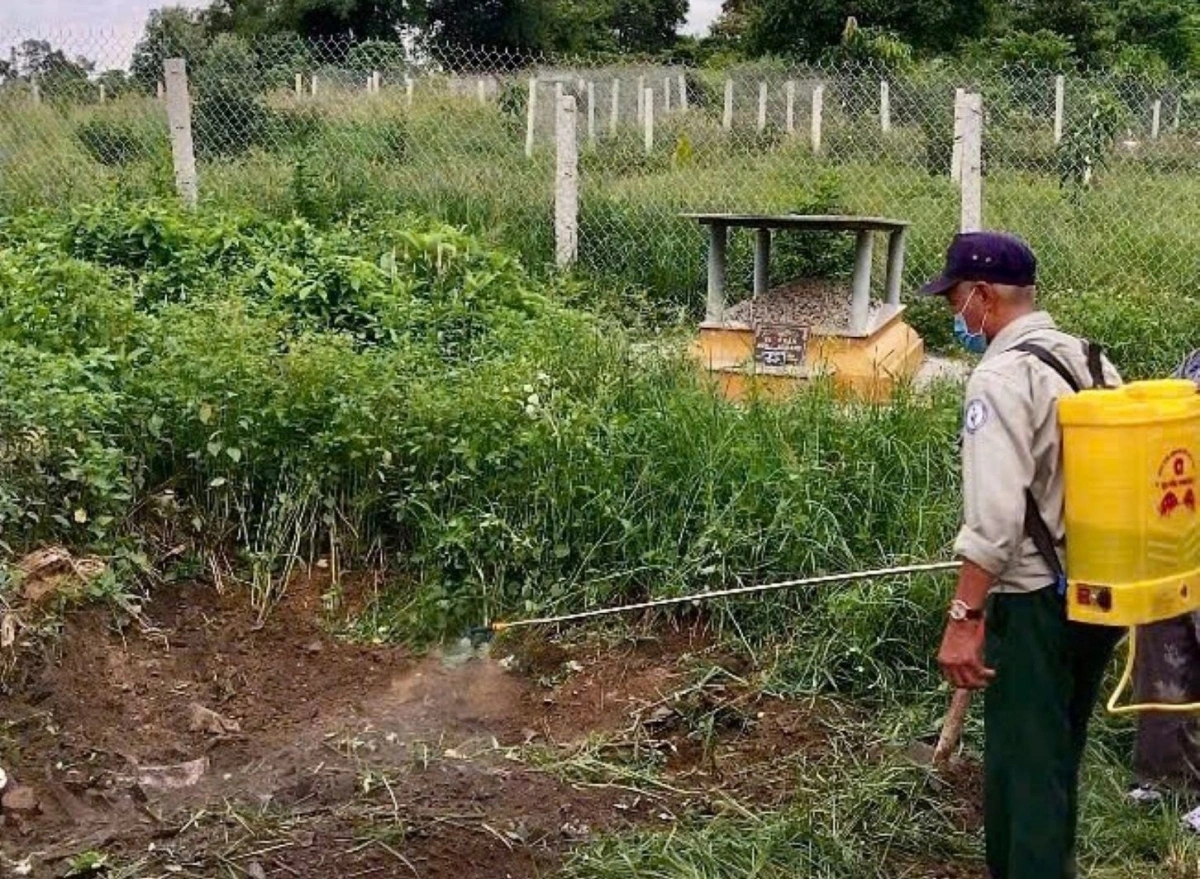 Lực lượng chức năng tiêu hủy lợn có dấu hiệu mắc bệnh