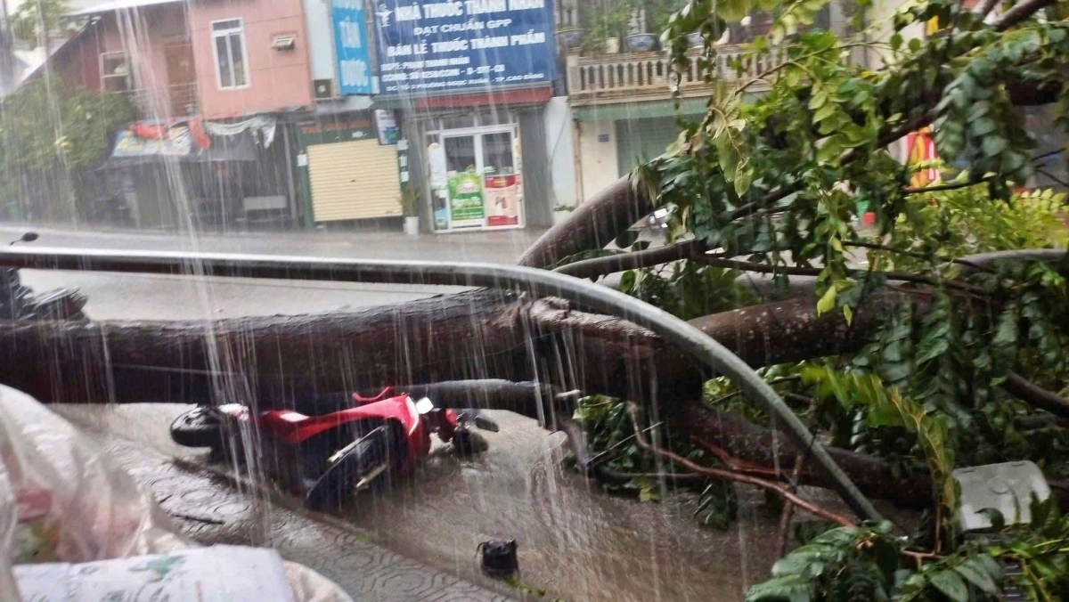 Một phương tiện bị cây đổ trúng (Ảnh: Truyền thông phường Thục Phán)