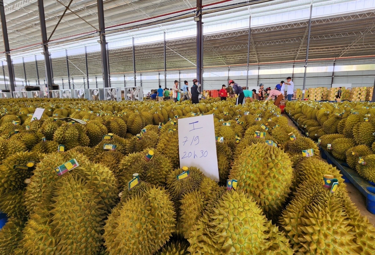 Năm 2025, sản lượng sầu riêng Đắk Lắk dự kiến đạt khoảng 400.000 tấn