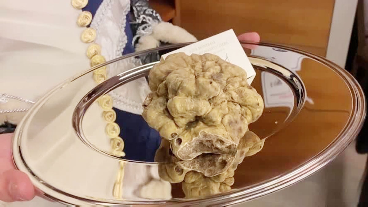 Nấm cục Truffle là loại thực phẩm quý giá nhất thế giới, có giá trị hơn vàng. Ảnh minh họa