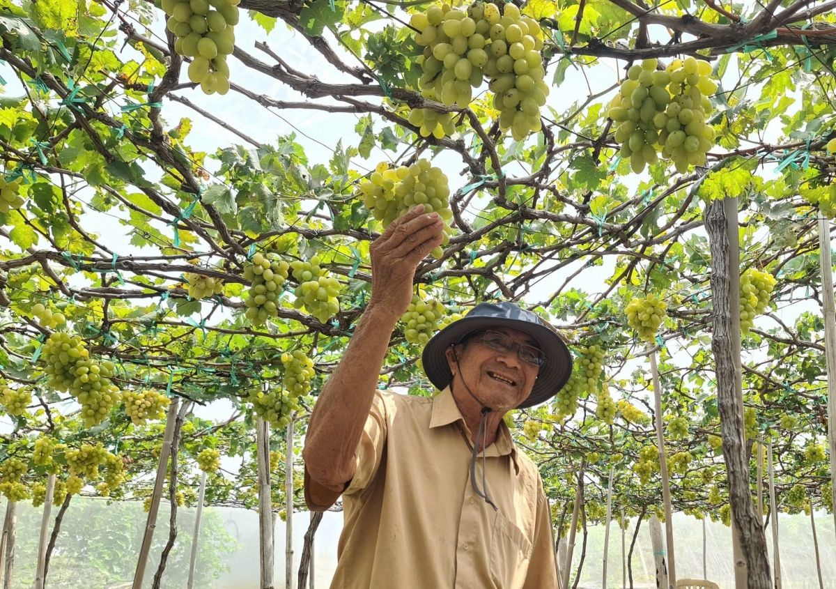 Vùng đất phía Nam tỉnh Khánh Hòa (Ninh Thuận cũ) có nhiều tiềm năng, lợi thế phát triển nông nghiệp kết hợp du lịch sinh thái