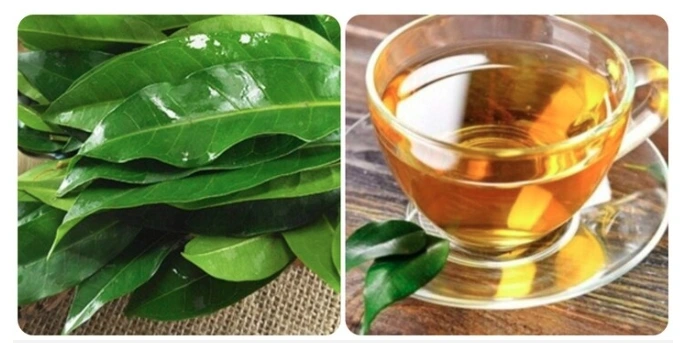 Nước vối tốt cho sức khỏe nhưng không nên lạm dụng