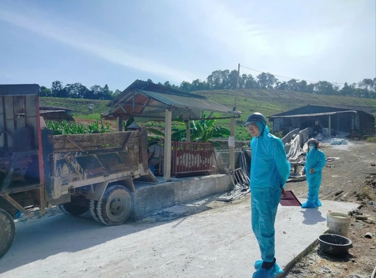 Thu gom lợn bị bệnh tại xã An Nghĩa đem đi tiêu hủy.