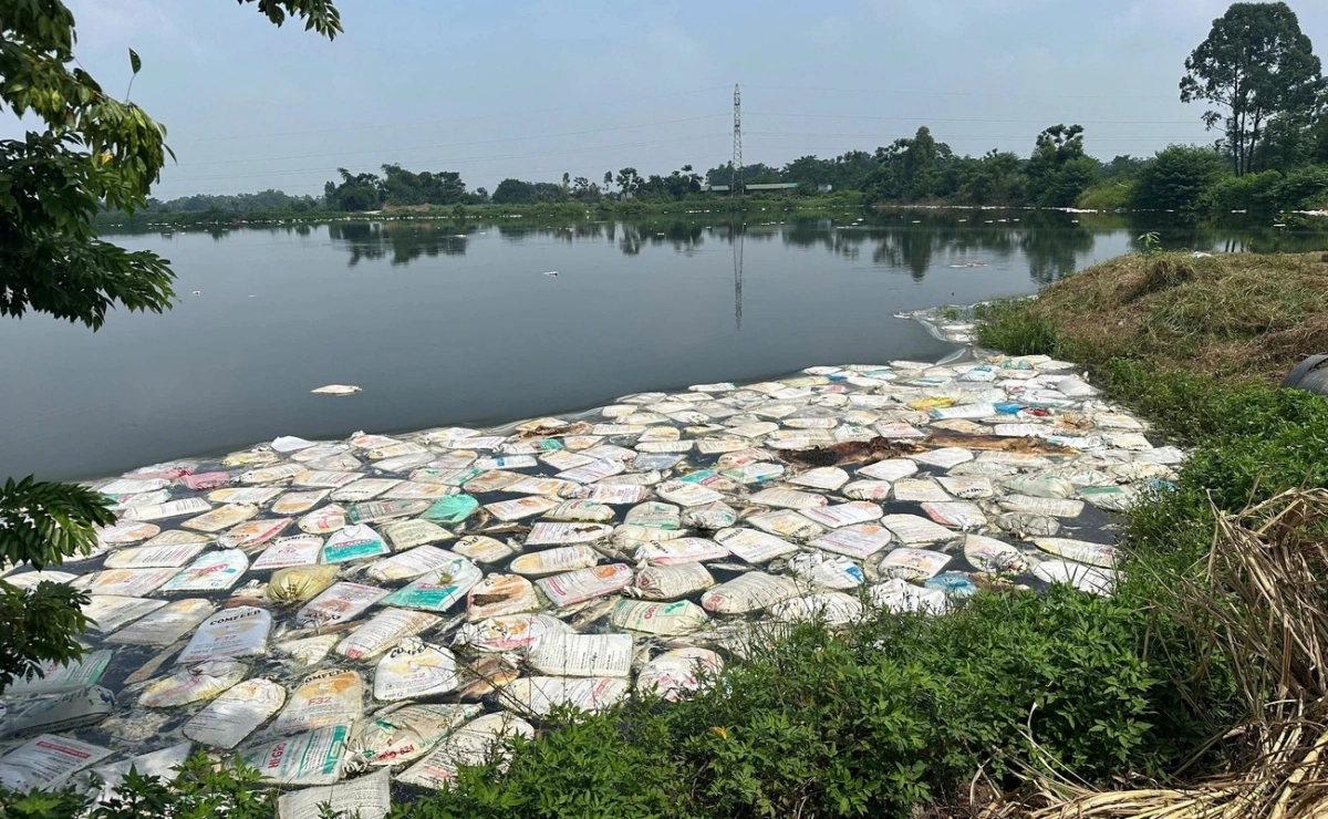 Người dân vứt lợn chết vào ao nuôi thủy sản tại xã Bản Nguyên, tỉnh Phú Thọ. Ảnh phutho.gov.