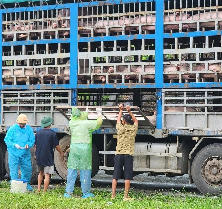 Công an tỉnh Phú Thọ tăng cường phối hợp liên ngành, lập chốt kiểm soát việc vận chuyển lợn ra vào vùng dịch. Ảnh: Công an Phú Thọ.