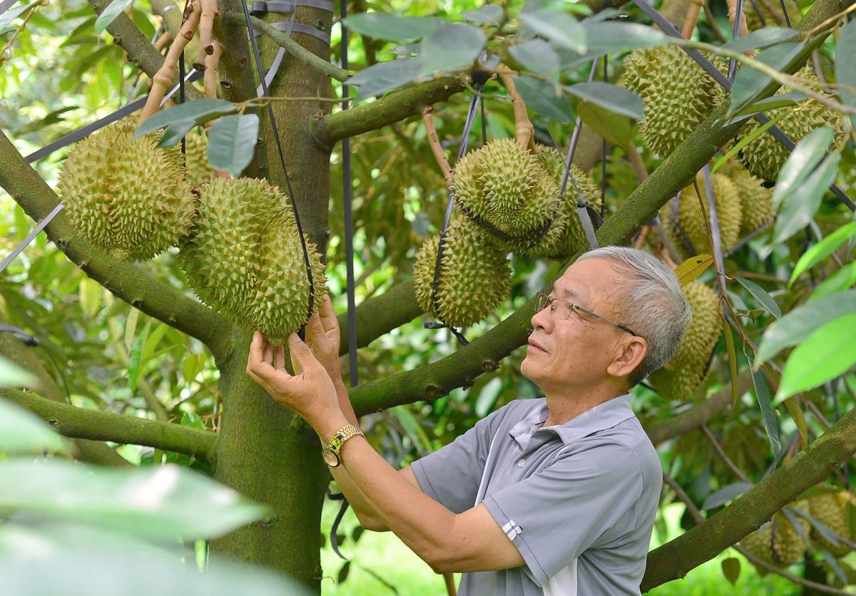 Quản lý tốt chất lượng giúp sản phẩm sầu riêng tỉnh Lâm Đồng tăng được uy tín và giá trị trên thị trường xuất khẩu