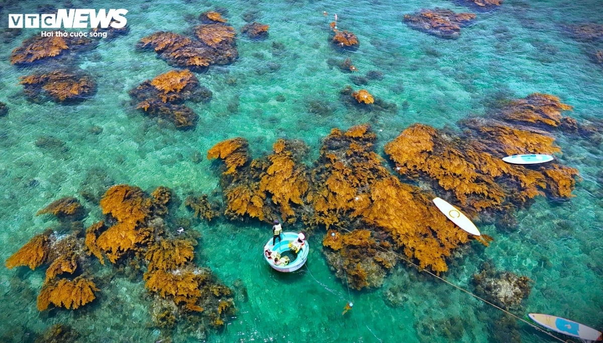 Its signature feature is its blooming seaweed, which transforms the underwater landscape into a shimmering golden spectacle from May to July on sunny days.